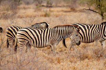 Obraz na płótnie Canvas Group of Zebras walking on the savannah and feeding on grasses in the Kruger National Park in South Africa.
