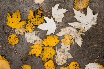 Dried autumn leaves on the ground