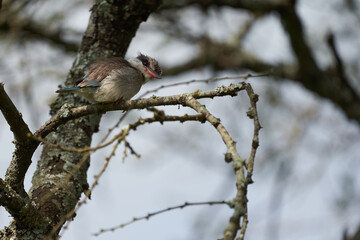 Striped kingfisher Halcyon chelicuti Portrait Cute on a tree