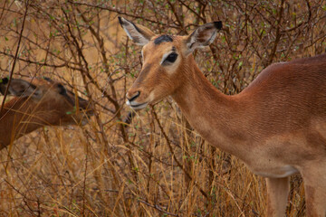 Female antelope eating herbs in the Kruger National Park in South Africa.