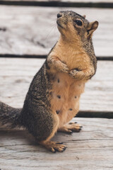 Happy squirrel holding seeds