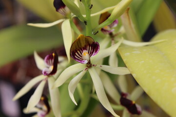 Orquídea