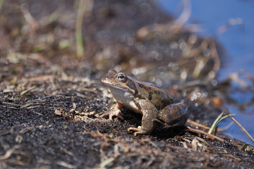 Water frog Pelophylax and Bufo Bufo in mountain lake with beautiful reflection of eyes Spring Mating