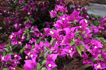 Fototapeta premium Orquídea