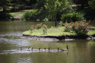 canada goose and ducks