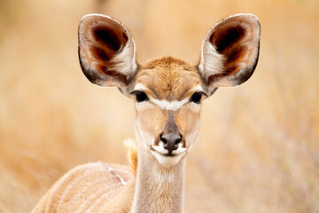 Female antelope eating herbs in the Kruger National Park in South Africa.