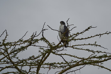 Augur buzzard Couple Buteo augurarge African bird of prey with catch eastern green mamba Dendroaspis angusticeps highly venomous snake 