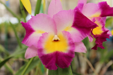 Fototapeta premium Orquídea