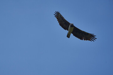 Martial eagle Polemaetus bellicosus large sub-Saharan Africa species of booted eagle subfamily Aquillinae