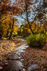 A sunburst backlights autum colors along Cave Creek in the Chiricahua Mountains of southeast Arizona.