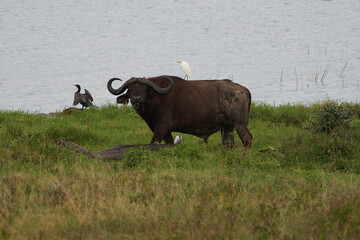 African Water buffalo Serengeti - Syncerus caffer Big Five Safari