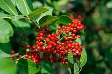 Brazilian peppertree (Schinus terebinthifolius)