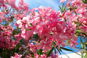 Oleander blossom. Branch of the pink oleander tree.