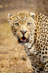 Fototapeta na wymiar African leopard in the African savannah in the Kruger National Park.