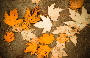 Dried autumn leaves on the ground HD