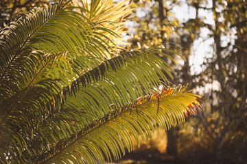 Palm fronds bathed in golden sunlight