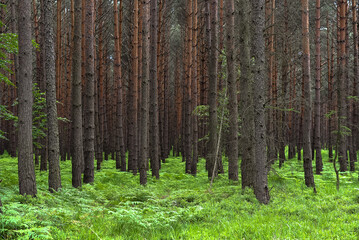 potted green flowers, pine forest, high