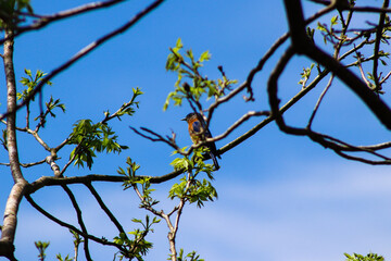 Blue Bird