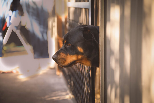 Rottweiler Dog Head Poking Out Front Door Of House