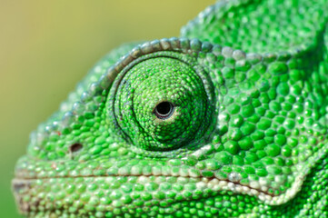 Macro shots, Beautiful nature scene green chameleon  © blackdiamond67