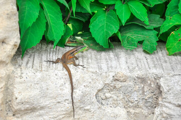 Closeup  Beautiful lizard in the garden