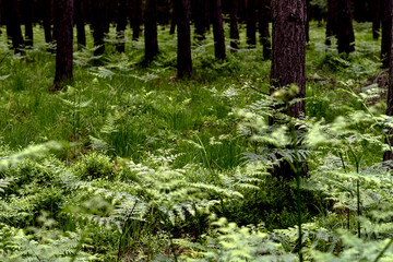 potted green flowers, pine forest, high