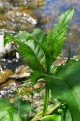Close up of the Cup Plant Silphium perfoliatum in Spring beside Lovers Creek in Barrie Ontario showing the water cup at the stem