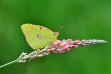 Closeup beautiful butterfly sitting on the flower.
