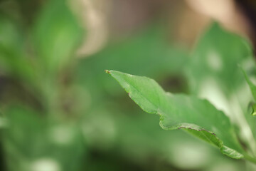 Close up of crisp green leaf with blurred background