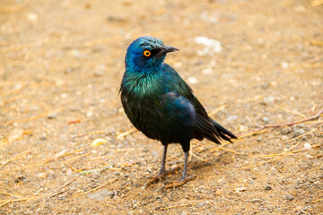 Blue African Starling searching for grains and insects on the savanna in the Kruger National Park in South Africa.