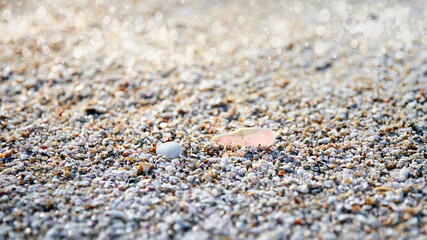 crushed oyster shell, sea shore nature background