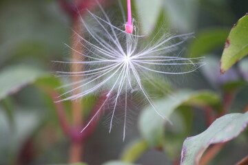Dandelion on a background of flower leaves. © Marek