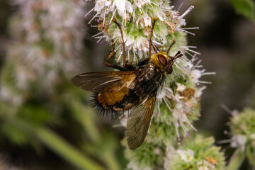 Close-up of a Fly (Tachina fera) on Apple Mint Plant (Mentha suaveolens)