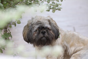 Shih tzu among the leaves.