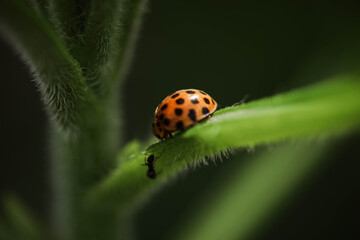 Ladybird close up on green leafy plant