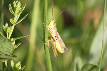 Close-up of yellow grasshopper on blade of grass in natural habitat.