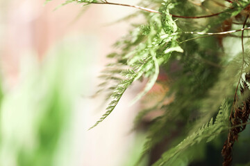Fern fronds close up in natural setting