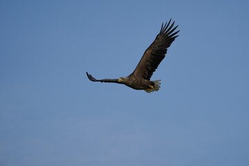 White tailed Eagle Catching eel Raptor Lake Hunting Wings Flying