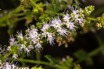 Mint (Mentha species)