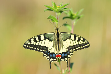 Closeup beautiful butterfly sitting on the flower.