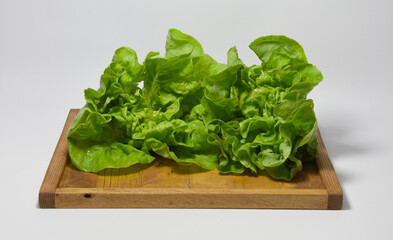 Organic Homegrown Lettuce on a plate 