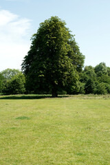 Tree In The Park