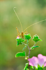 Beautiful Grasshopper macro in green nature 