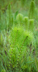 Two horsetails in a green field.