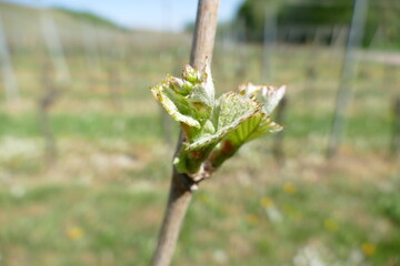 Jung-Blatt am Zweig der Weinrebe