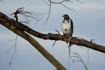 Augur buzzard Couple Buteo augurarge African bird of prey with catch eastern green mamba Dendroaspis angusticeps highly venomous snake 