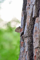 Closeup beautiful butterfly sitting on the flower.