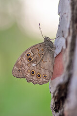 Closeup beautiful butterfly sitting on the flower.