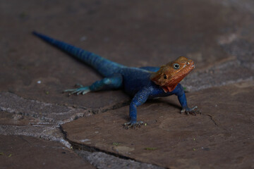 Common agama red headed rock agama or rainbow agama a lizard family Agamidae male Amboseli Kenya