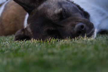 Beautiful american akita portrait !!